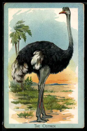 Lithographie Birds - The Ostrich, Vogel Strauss