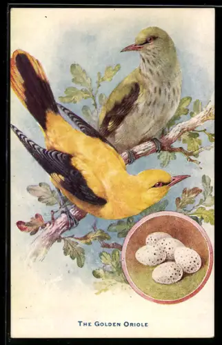 AK The Golden Oriole