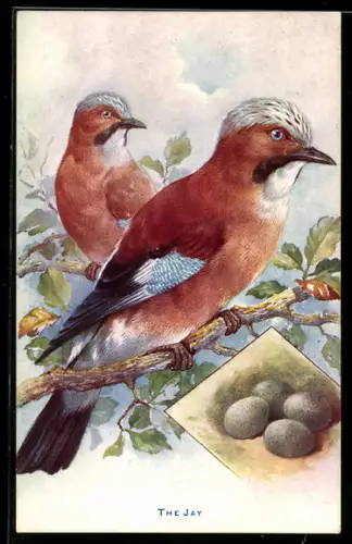 AK The Jay, Eichelhäher-Paar mit Gelege