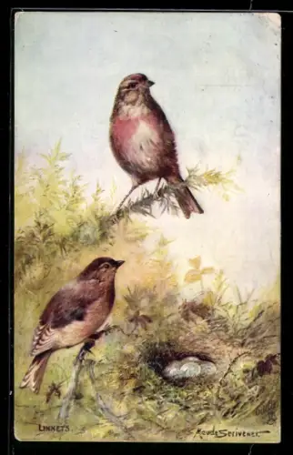 Künstler-AK Ein Hänfling-Paar am Nest mit Eiern