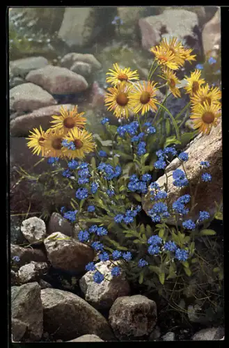 Künstler-AK Photochromie Nr. 526: Alpen-Vergissmeinnicht und Gämswurz, Aronicum glaciala, Myosotis alpestris