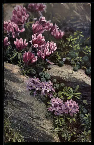 Künstler-AK Photochromie Nr. 515: Trifolium alpinum, Daphne striata