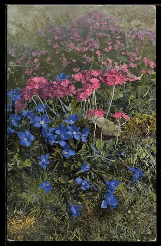 Künstler-AK Photochromie Nr. 509: Primula farinosa, Gentiana brachyphylla
