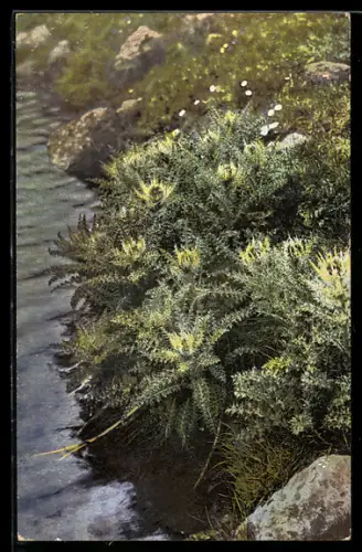 Künstler-AK Photochromie Nr. 503: Alpen-Kratzdistel, Cirsium spinosissimum