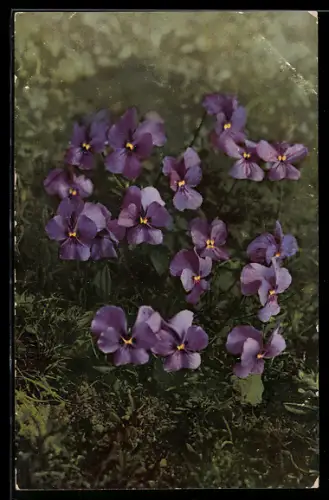 Künstler-AK Photochromie Nr. 511: Langsporn-Veilchen, Viola Calcarata