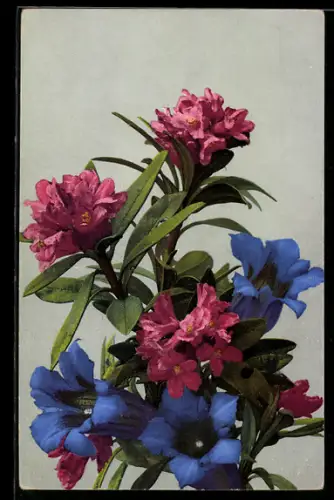 AK Photochromie NR. 485: Alpenblumen, Blumenstrauss mit Enzian