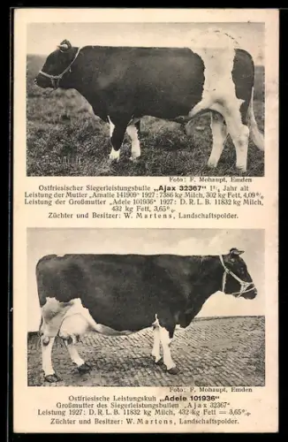 AK Landschaftspolder, Ostfriesischer Siegerleistungsbulle Ajax 32367 und Leistungskuh Adele 101936, Züchter W. Martens