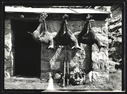 Fotografie Drei Gämsen hängen an einer Hütte, Gams Jagd