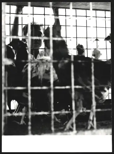 Fotografie Hermann Engel, Köln-Klettenberg, Weisshausstr. 36, Hahnenkampf in Malaysia, Kind schaut in den Käfig