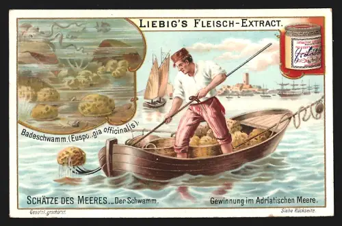 Sammelbild Liebig, Schätze des Meeres, Der Schwamm, Badeschwamm, Gewinnung im Adriatischen Meere