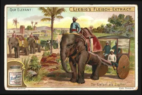 Sammelbild Liebig, Der Elefant, Der Elefant als Zugtier