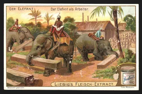 Sammelbild Liebig, Der Elefant, Der Elefant als Arbeiter