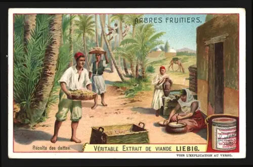 Sammelbild Liebig, Fleisch-Extrakt, Arbres Fruitiers, Récolte des dattes