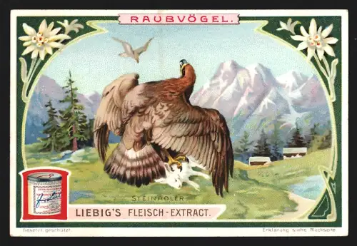 Sammelbild Liebig, Raubvögel, Steinadler mit seiner Beute
