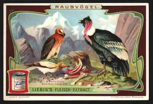 Sammelbild Liebig, Raubvögel, Bartgeier, Schmutzgeier und Condor
