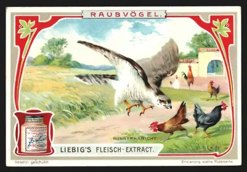 Sammelbild Liebig, Raubvögel, Hühnerhabicht bei der Jagd