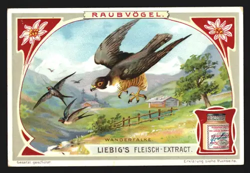Sammelbild Liebig, Raubvögel, Der Wanderfalke