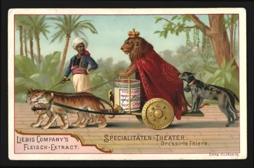 Sammelbild Liebig, Specialitäten Theater, Dressierte Tiere, Mann mit Löwe und anderen Raubkatzen