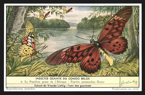 Sammelbild Liebig, Insecte Geants du Congo Belge, Le Papillon geant