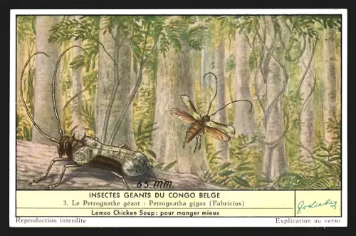 Sammelbild Liebig, Insecte Geants du Congo Belge, Le Petrognathe geant