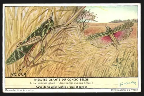 Sammelbild Liebig, Insecte Geants du Congo Belge, Le Criquet geant