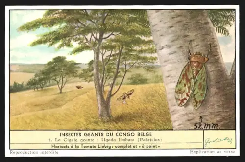 Sammelbild Liebig, Insecte Geants du Congo Belge, La Cigale geante