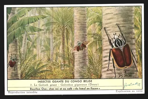 Sammelbild Liebig, Insecte Geants du Congo Belge, Le Goliath geant