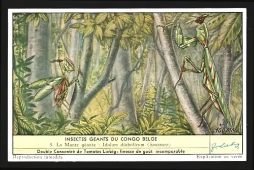 Sammelbild Liebig, Insecte Geants du Congo Belge, La Mante geante