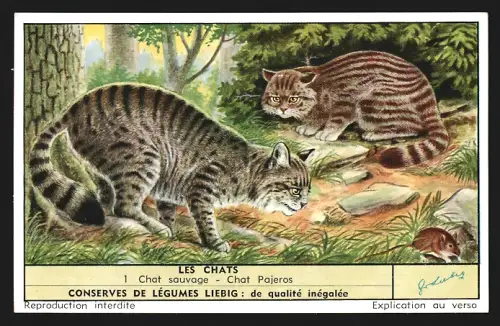 Sammelbild Liebig, Les Chats, Chat sauvage, Chat Pajeros