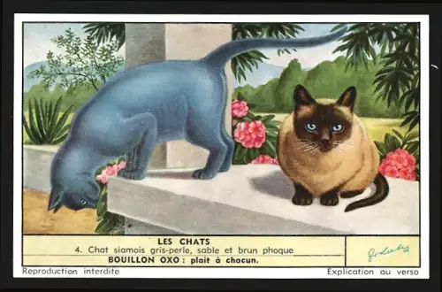 Sammelbild Liebig, Les Chats, Chat siamois gris-perle, sabe et brun phoque