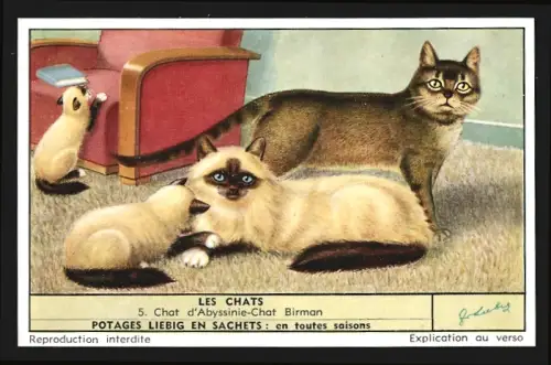 Sammelbild Liebig, Les Chats, Chat d`Abyssinie, Chat Birman