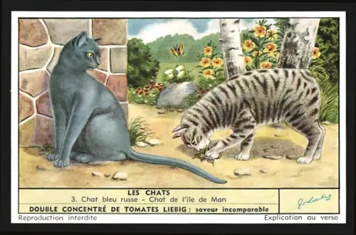 Sammelbild Liebig, Les Chats, Chat bleu russe, Chat de l`Ile de Man