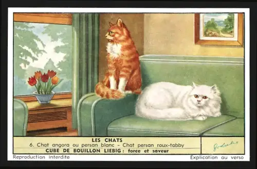 Sammelbild Liebig, Les Chats, Chat angora ou persan blanc