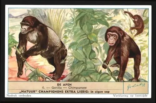 Sammelbild Liebig, De Apen, Gorilla, Chimpansee