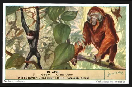 Sammelbild Liebig, De Apen, Gibbon, Orang-Oetan