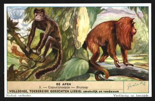 Sammelbild Liebig, De Apen, Capucijnaapje, Brulaap
