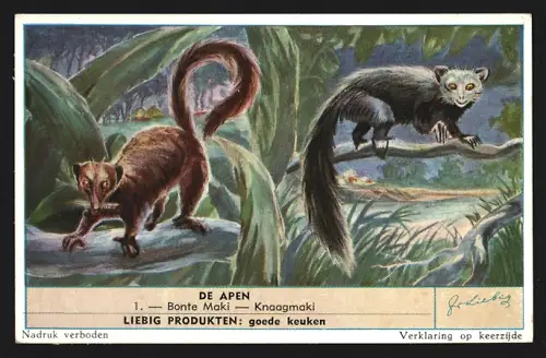 Sammelbild Liebig, De Apen, Bonte Maki, Knaagmaki