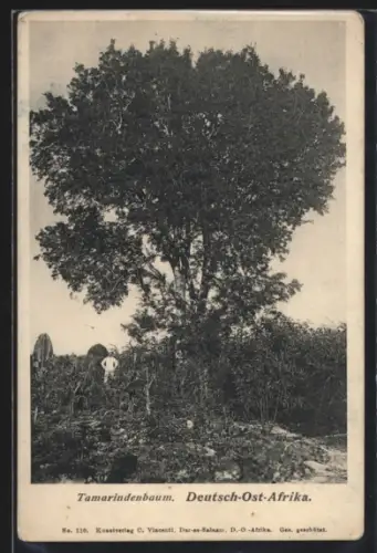 AK Deutsch-Ost-Afrika, ein Tamaridenbaum