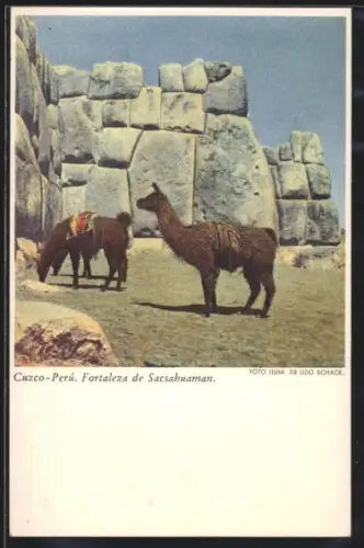 AK Cuzco, Fortaleza de Sacsahuaman, Alpakas