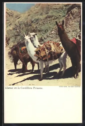 AK Peru, Llamas en la Cordillera Peruana