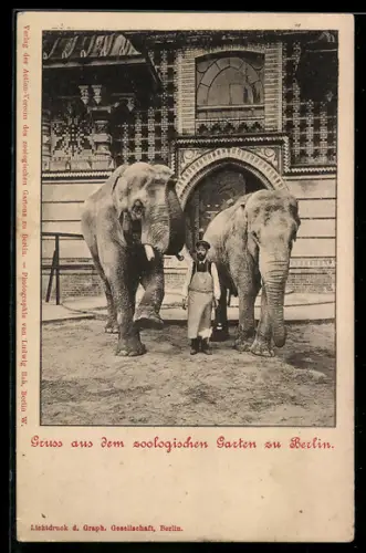 AK Berlin, Zoologischer Garten, Tierpfleger mit Elefanten