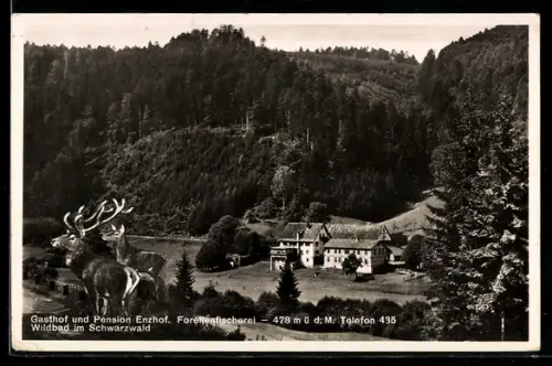 AK Wildbad im Schwarzwald, Gasthof und Pension Enzhof, Forellenfischerei