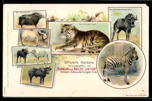 Lithographie Zirkus Barnum & Bailey Limited, Ruhender Tiger, dreihörniger Ochse