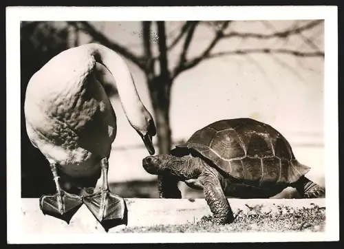 Fotografie Ansicht Sydney, Schwan und Schildkröte begegnen sich im Taronga Zoo