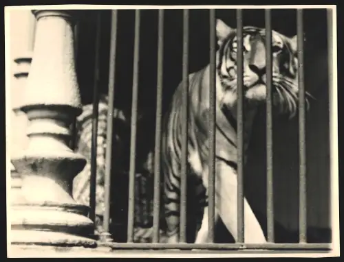 Fotografie Tiger läuft hinter den Gitterstäben des Käfigs