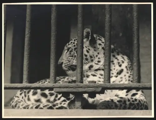 Fotografie Leopard liegt in seinem Käfig