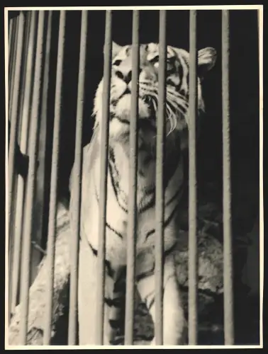 Fotografie Tiger schaut durch die Gitterstäbe des Käfigs