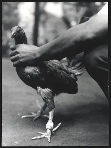 Fotografie Hermann Engel, Köln-Klettenberg, Weisshausstr. 36, Hahnenkampf in Malaysia, Mann hält einen Hahn fest