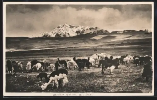 AK Peru, Alpacas auf der Weide