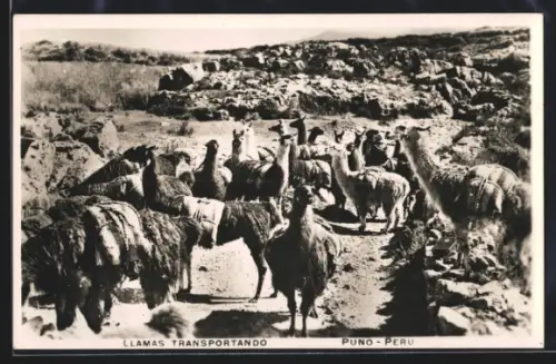 AK Puno, Llamas Transportando